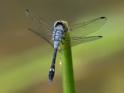 Micrathyria aequalis (Spot-tailed Dasher) male-2.jpg